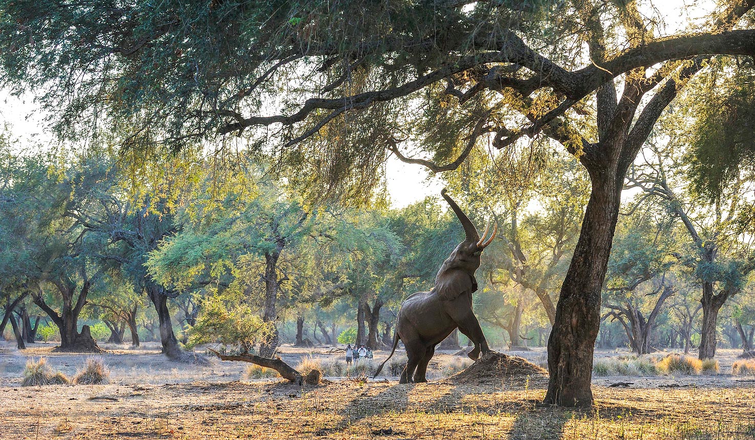 zambia